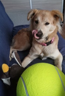 Zabawka dla psa - Gigantyczna piłka tenisowa XXL 24cm dla aktywnych pupili